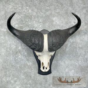 Reproduction Cape Buffalo Skull Mount Taxidermy