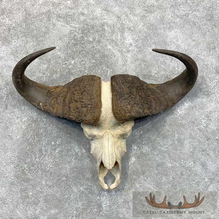 African Cape Buffalo Skull Taxidermy Mount For Sale