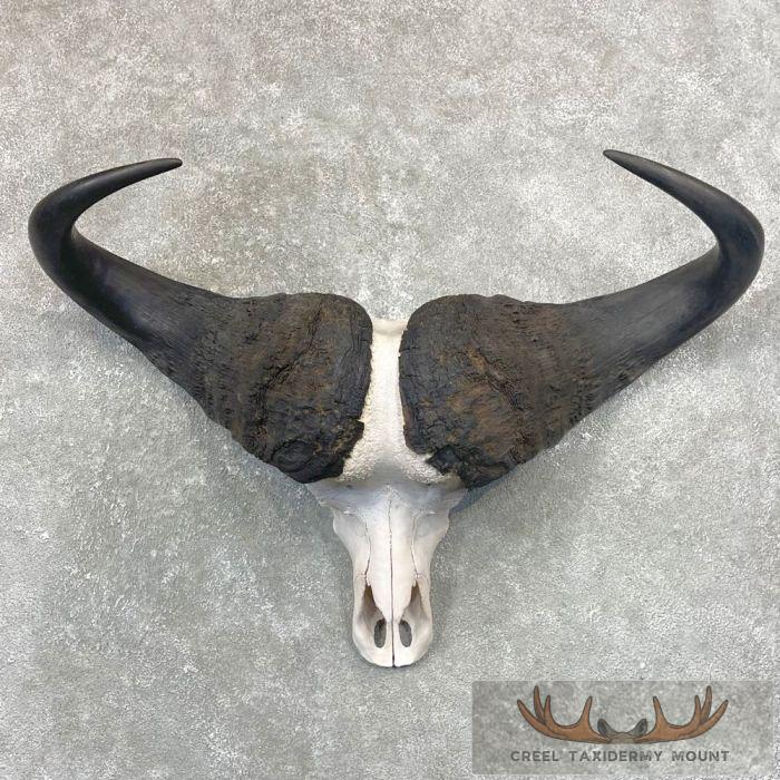African Cape Buffalo Skull Taxidermy Mount For Sale