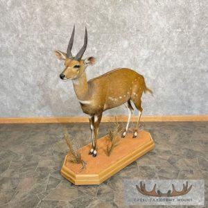 Cape Bushbuck Life-Size Taxidermy Mount Taxidermy