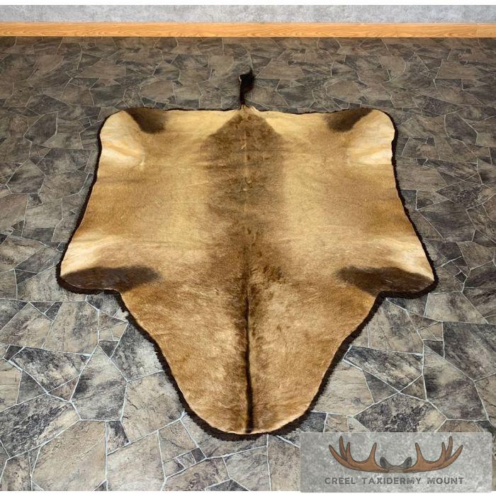 Cape Hartebeest Taxidermy Rug For Sale