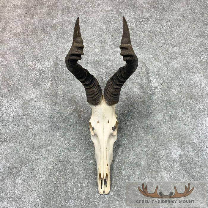 Cape Hartebeest Skull & Horn European Mount For Sale