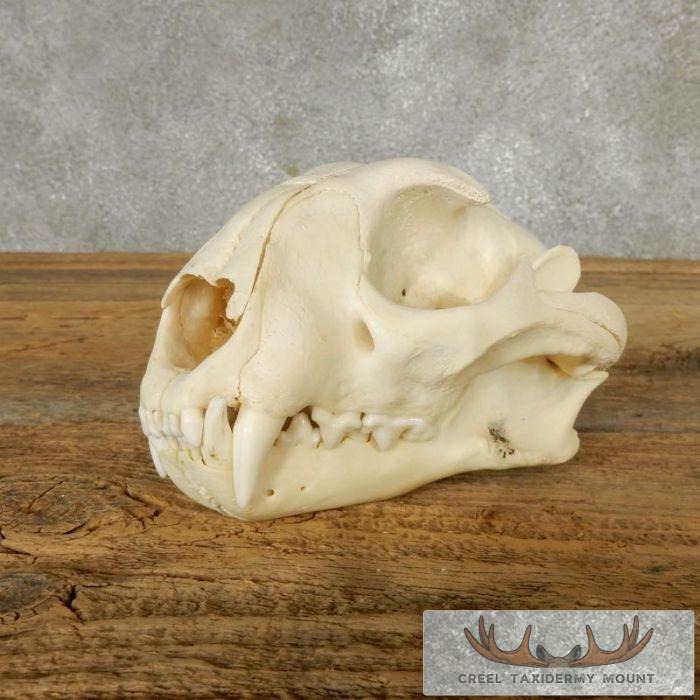 Caracal Cat Skull Taxidermy For Sale