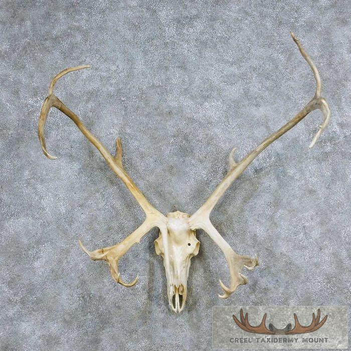 Caribou Skull Antler European Taxidermy Mount For Sale