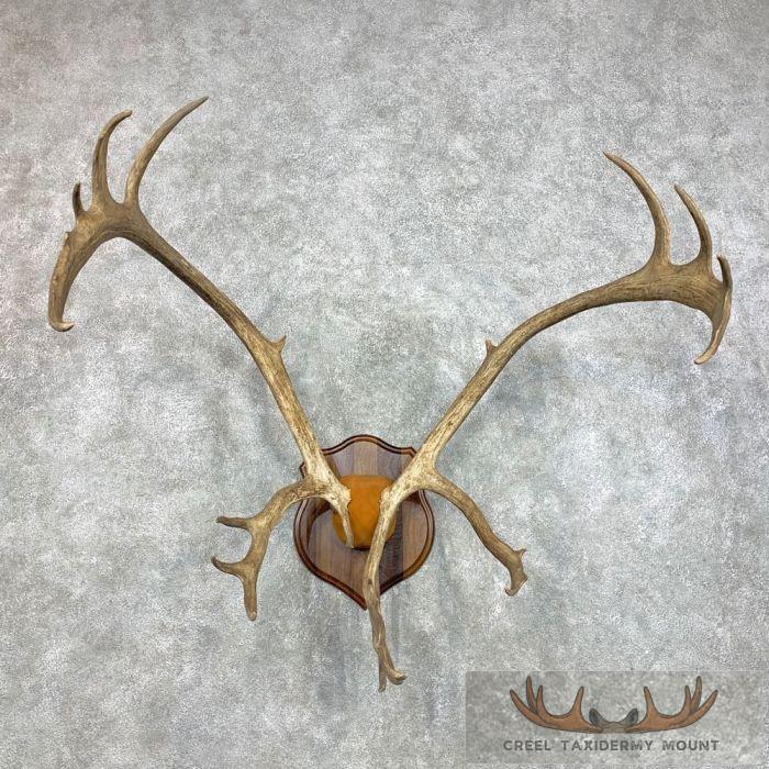 Caribou Taxidermy Plaque Mount For Sale