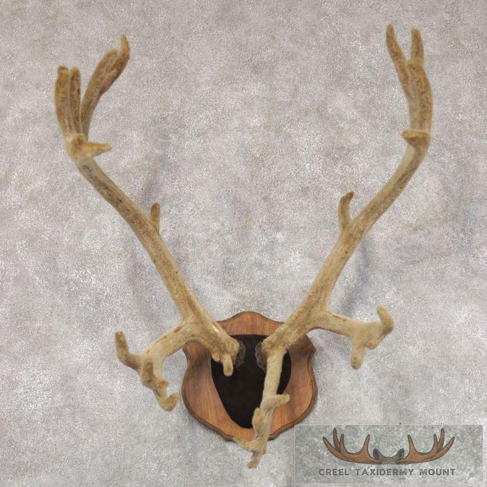 Caribou Taxidermy Plaque Mount For Sale