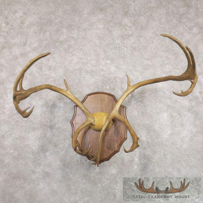 Caribou Taxidermy Plaque Mount For Sale