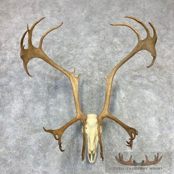 Caribou Skull & Antler European Taxidermy Mount For Sale
