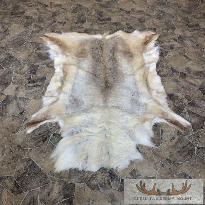 Caribou Taxidermy Rug For Sale