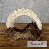 Carved Hippopotamus Tooth Safari Decor For Sale