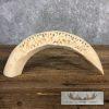 Carved Hippopotamus Tooth Safari Decor For Sale