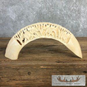 Carved Hippopotamus Tooth Taxidermy Mount Taxidermy