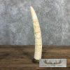 Carved Hippopotamus Tooth Taxidermy Mount For Sale