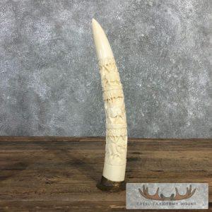 Carved Hippopotamus Tooth Taxidermy Mount Taxidermy