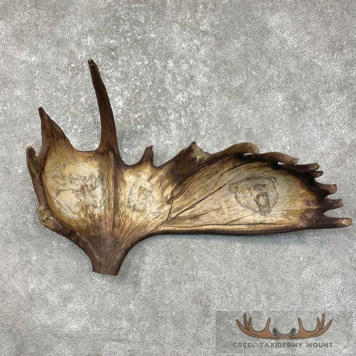 Scrimshaw Moose Antler Taxidermy Art For Sale