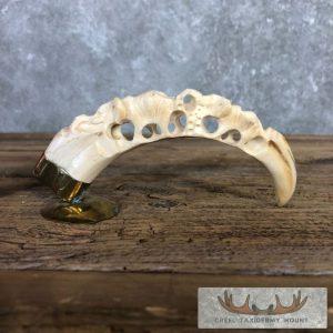 Carved Warthog Tooth Safari Decor Taxidermy