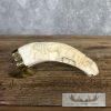 Carved Warthog Tooth Safari Decor For Sale