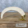 Carved Warthog Tooth Safari Decor For Sale