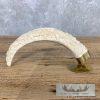 Carved Warthog Tooth Safari Decor For Sale