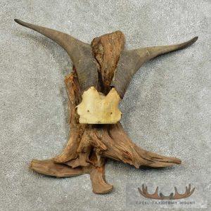 Catalina Goat Horn Taxidermy Mount Taxidermy