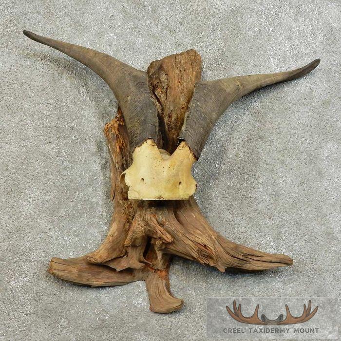Catalina Goat Horn Taxidermy Mount For Sale