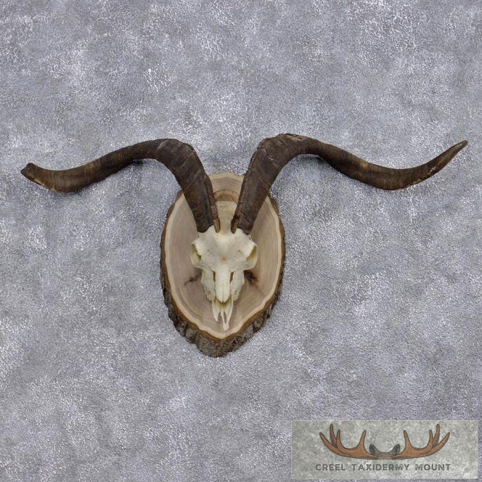 Catalina Goat Horn Plaque Taxidermy For Sale