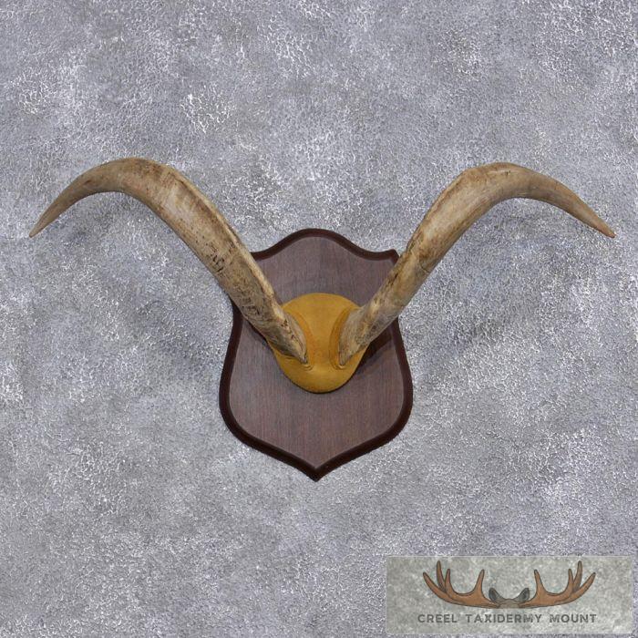 Catalina Goat Horn Plaque