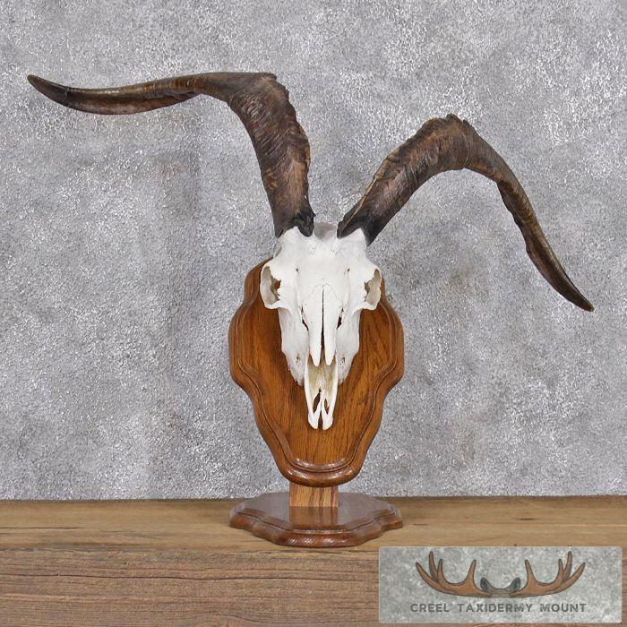 Catalina Goat Horn Plaque