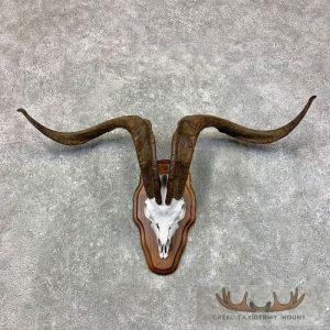 Catalina Goat Skull European Taxidermy Mount Taxidermy