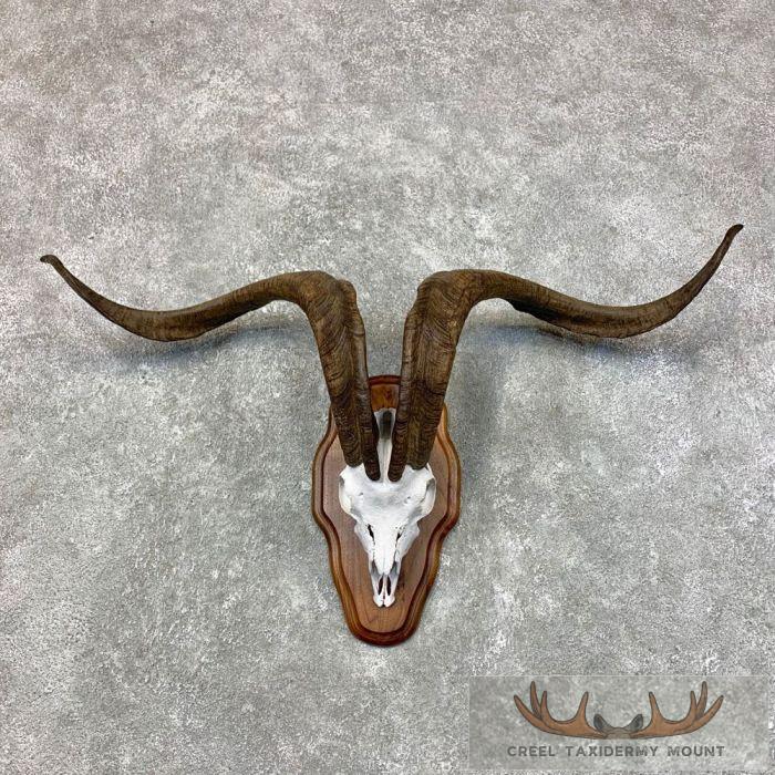 Catalina Goat Skull European Taxidermy Mount For Sale
