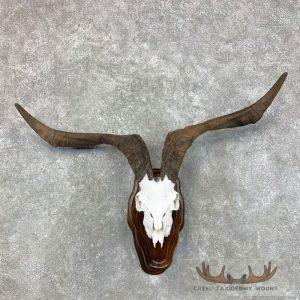 Catalina Goat Skull European Taxidermy Mount Taxidermy