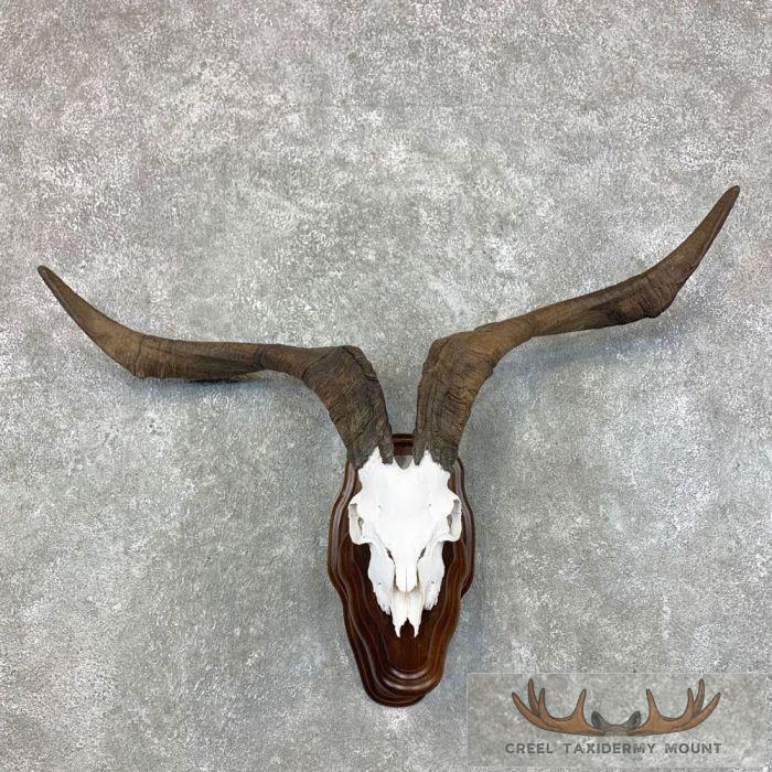 Catalina Goat Skull European Taxidermy Mount For Sale