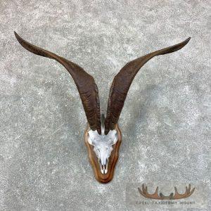 Catalina Goat Skull European Taxidermy Mount Taxidermy