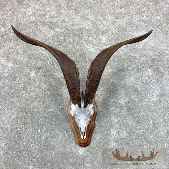 Catalina Goat Skull European Taxidermy Mount For Sale