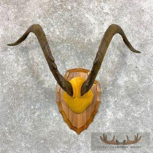 Catalina Goat Plaque Taxidermy Mount Taxidermy