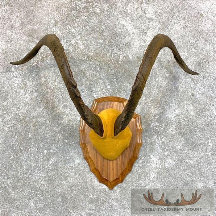 Catalina Goat Plaque Taxidermy Mount For Sale