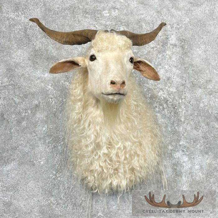 White Catalina Goat Taxidermy Shoulder Mount For Sale