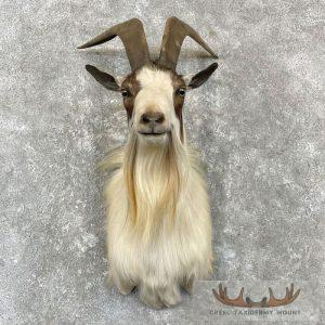 Catalina Goat Shoulder Taxidermy Mount Taxidermy