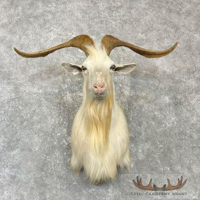 White Catalina Goat Shoulder Taxidermy Mount For Sale