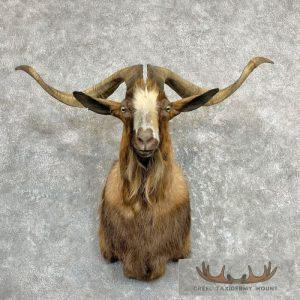 Catalina Goat Shoulder Taxidermy Mount Taxidermy