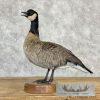 Cackling (Richardson's) Goose Taxidermy Bird Mount For Sale