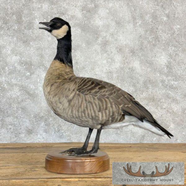 Cackling (Richardson's) Goose Taxidermy Bird Mount For Sale