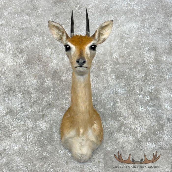 Central Oribi Shoulder Taxidermy Mount For Sale