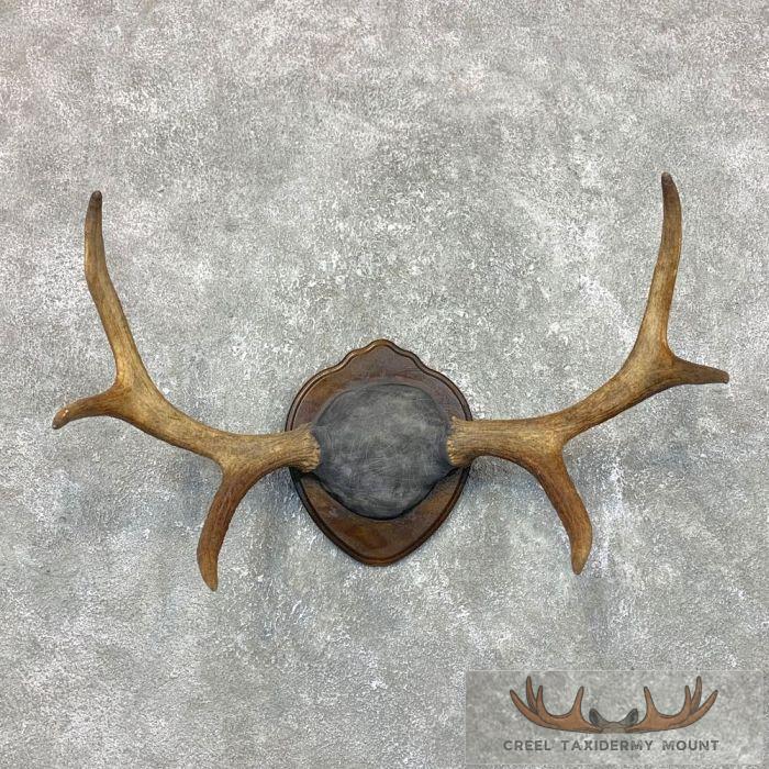 Cervine Moose Antler Taxidermy Plaque For Sale