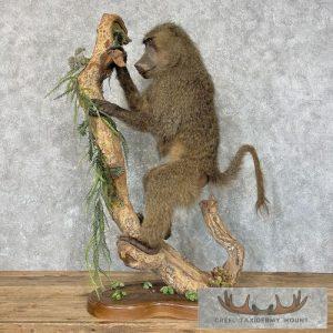 Chacma Baboon Taxidermy Life-Size Mount Taxidermy