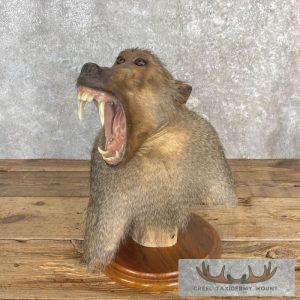 Chacma Baboon Pedestal Taxidermy Mount Taxidermy