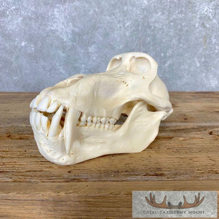 Chacma Baboon Full Skull For Sale