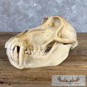 Chacma Baboon Full Skull Taxidermy