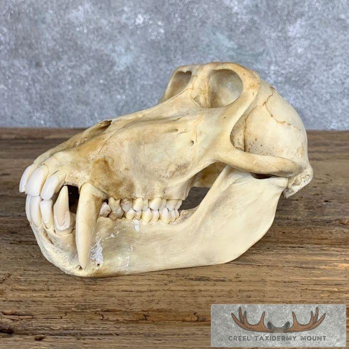 Chacma Baboon Full Skull For Sale