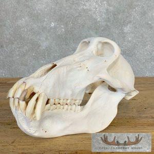 Chacma Baboon Full Skull Taxidermy